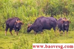 nhan vien bao ve rung tai dong nai bi bo tot tan cong